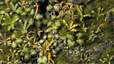 Gamers Grass - Jungle Floor Basing Box