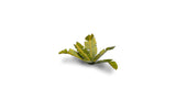 Gamers Grass - Laser Plants Banana Tree