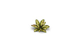 Gamers Grass - Laser Plants Dumb Cane