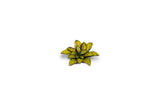 Gamers Grass - Laser Plants Dumb Cane
