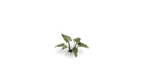 Gamers Grass - Laser Plants Lords-and-Ladies