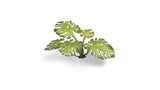 Gamers Grass - Laser Plants Monstera