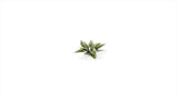 Gamers Grass - Laser Plants Plantain Lily